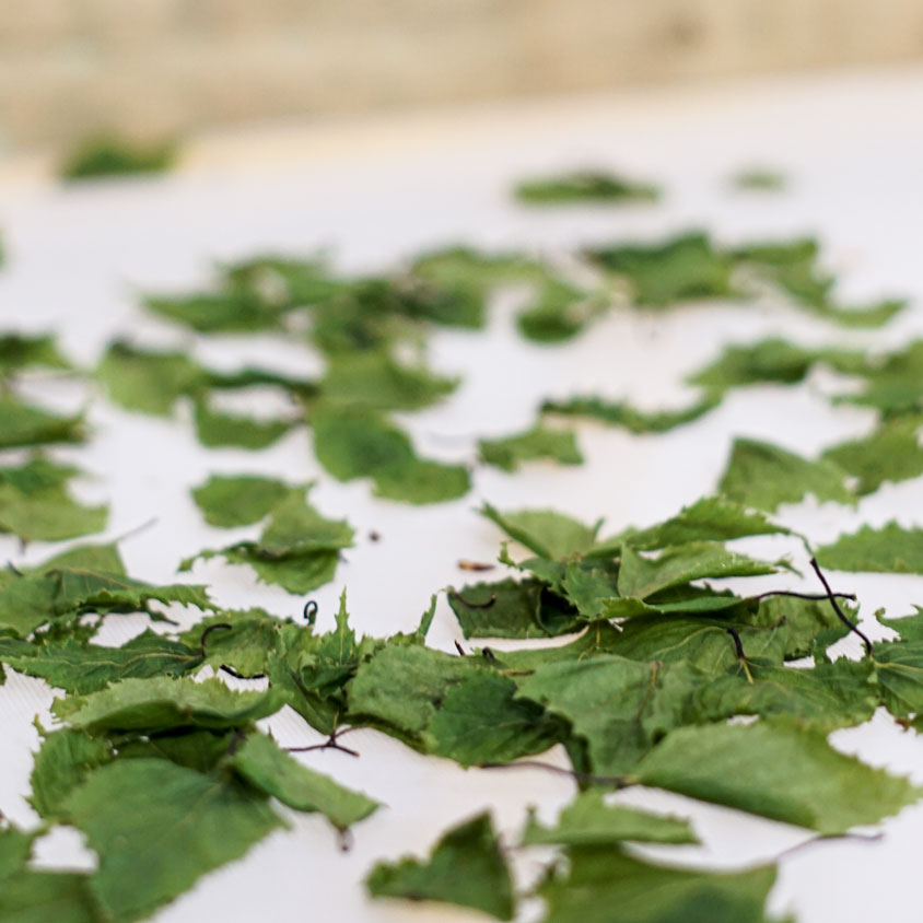 feuilles-bouleau